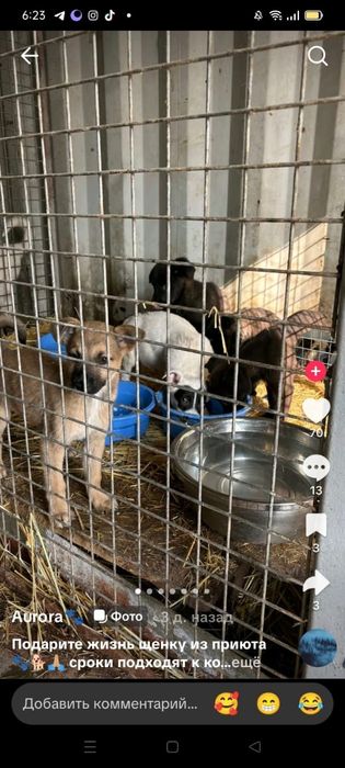 Щенятки Дворянины разных возрастов ждут любящих хозяев