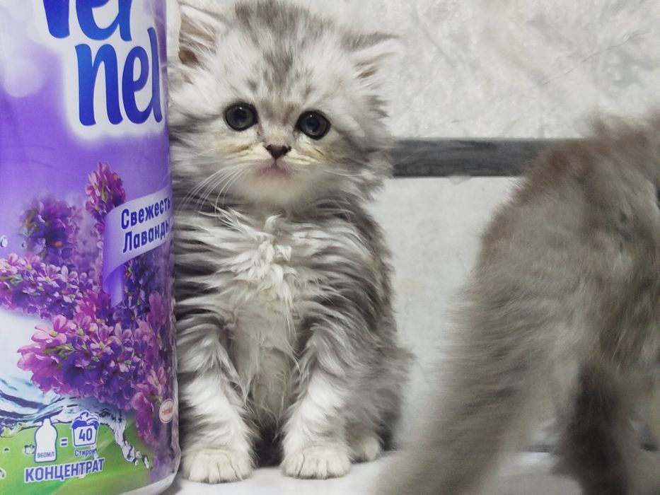 Котята британцы 1,5 месяца