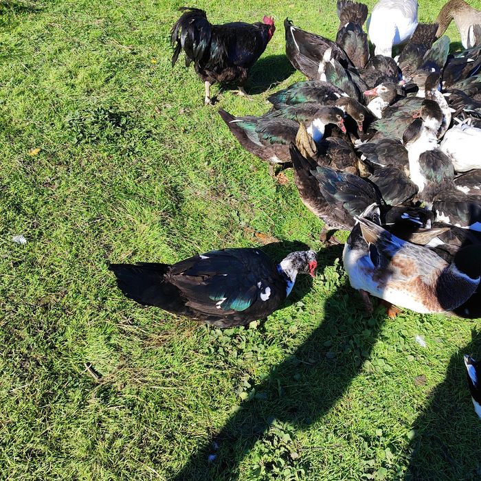 Продават се патици, гъски.