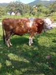 Juninca gestanta