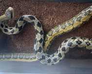 Cornsnake mascul 4 ani