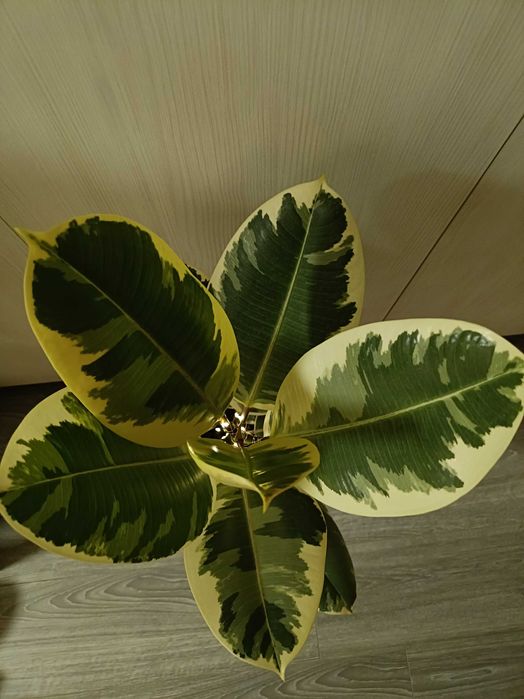 Ficus în degrade cu leduri luminoase