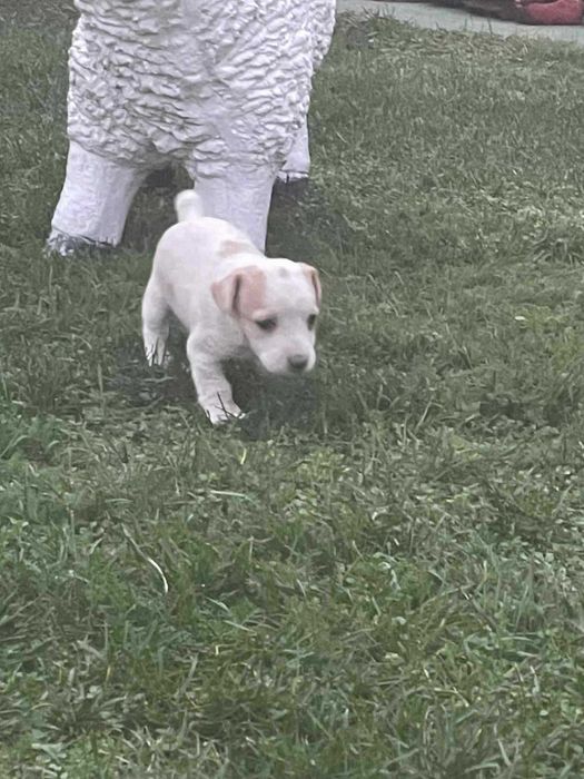 Джак Ръсел 2 Женски