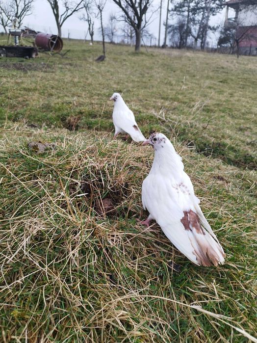 Продавам гълъби млади