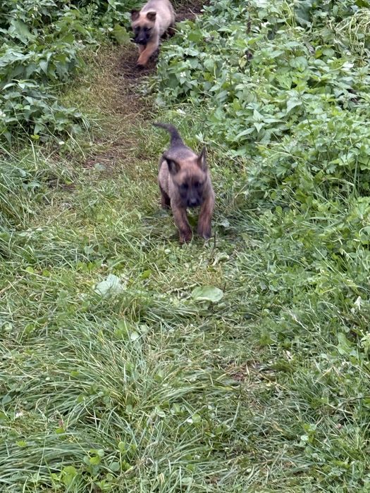 Donez cățeluși metis