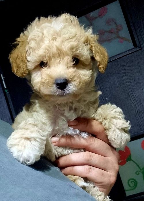 Maltipoo.Baietel din parinti cu pedigree