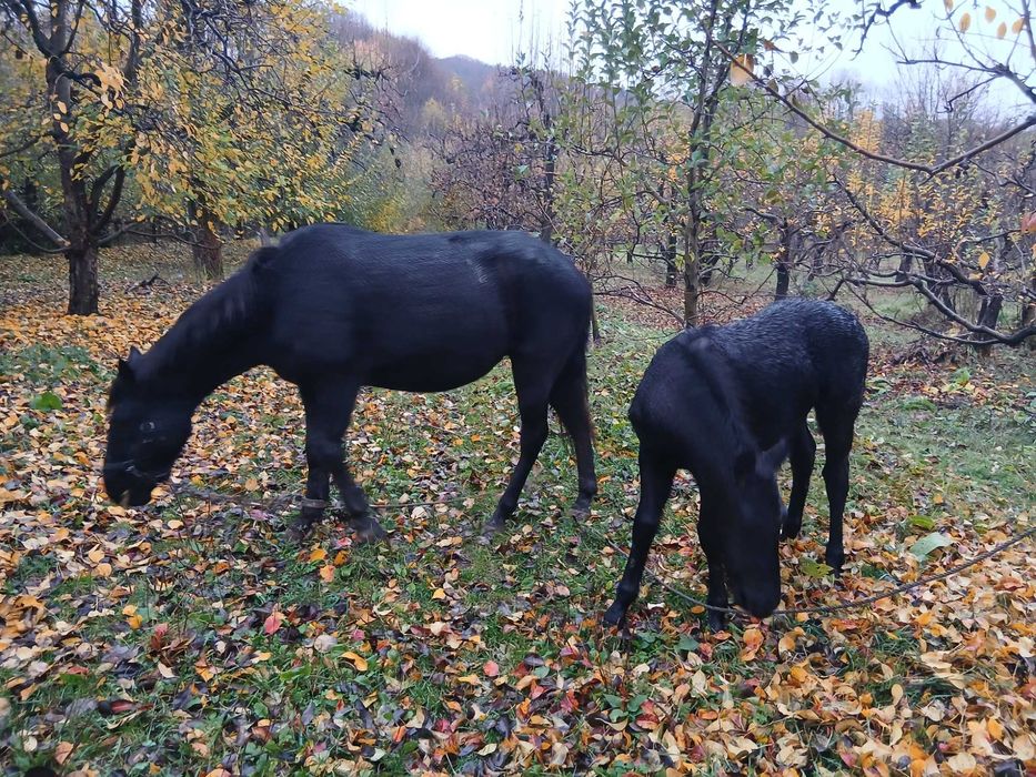 Iapa+ Manz  De vanzare