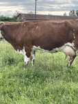 Vand vaca baltate
