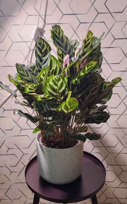 Калатея "Макояна"