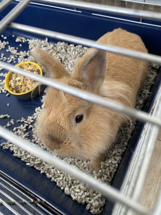 Iepuraş spre adopție , caut o familie responsabilă.