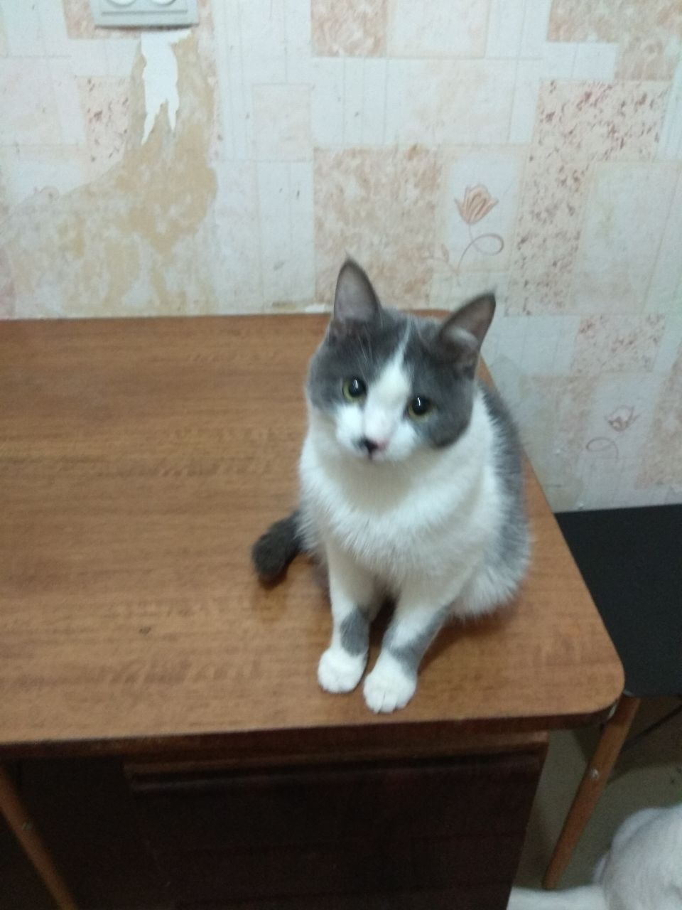 Котята подростки ищут хозяев