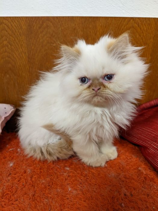 Продавам чистокръвни персийски котенца