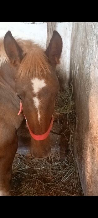 De vânzare mânz de 7 luni.