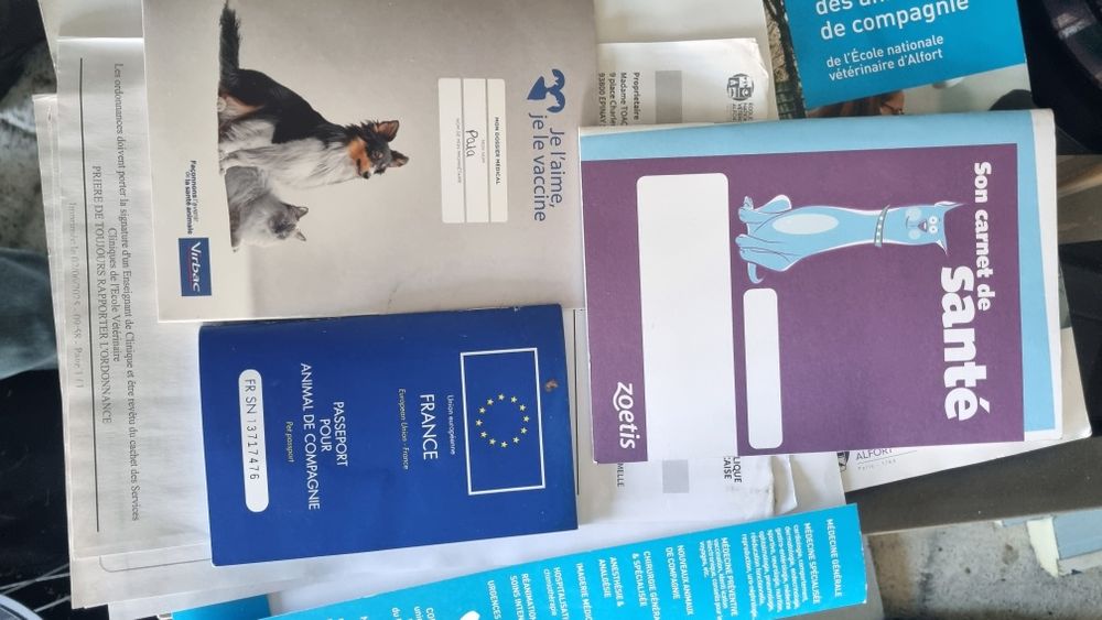 Cane corso cu acte de Franta