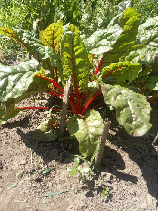 Продам дачу (зимний вариант)