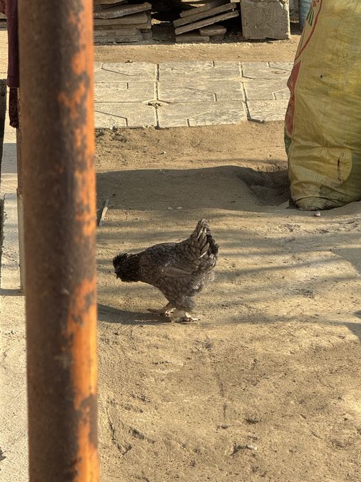 yapon tovuqlari sotiladi