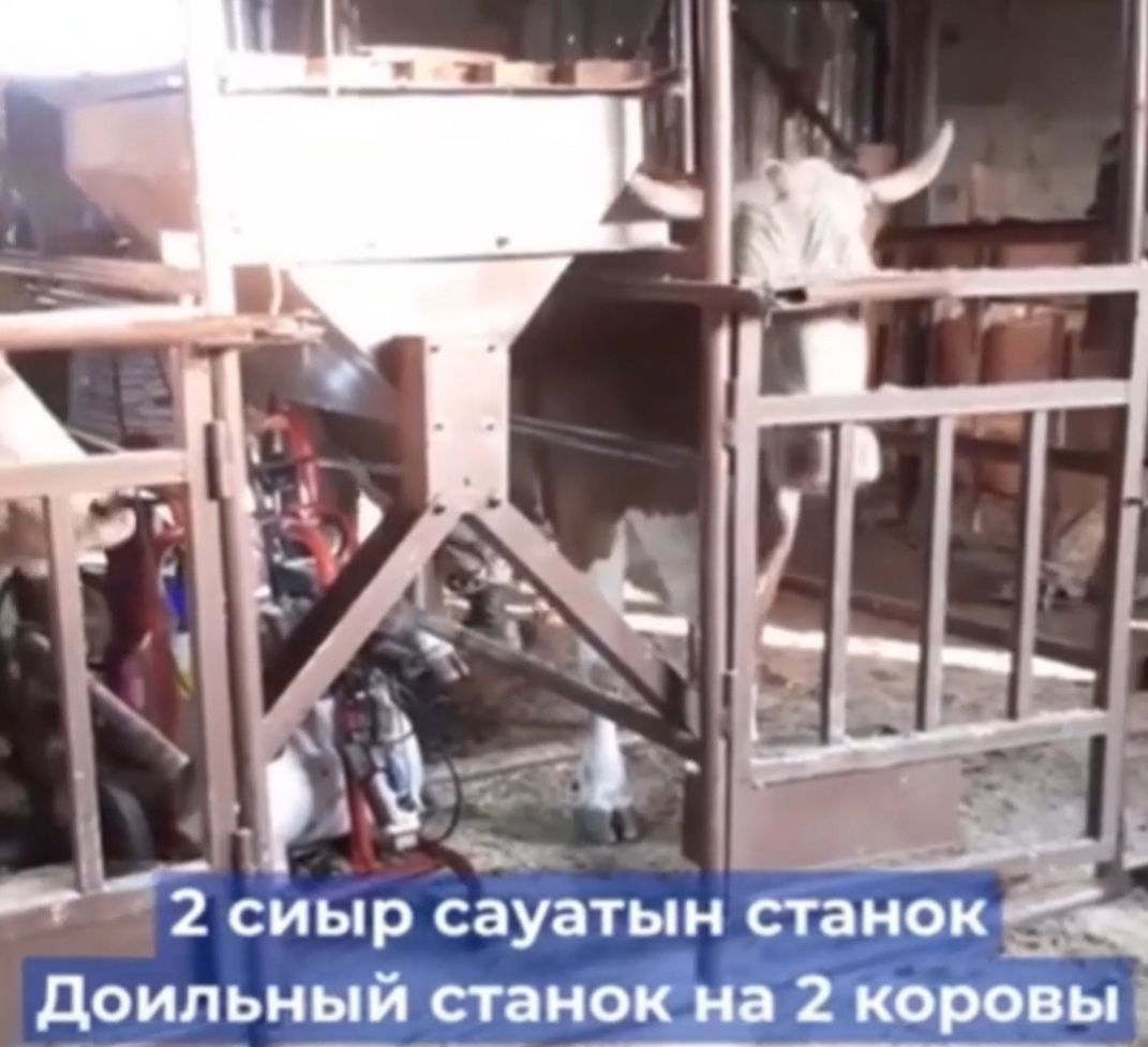 Доильный станок на 2 коровы с использованием доильного аппарата на 2 г