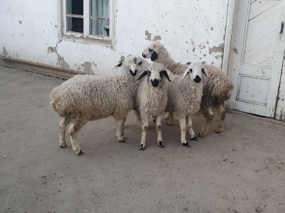 4та эгизак кучкор баррала сотилади Шофирконда