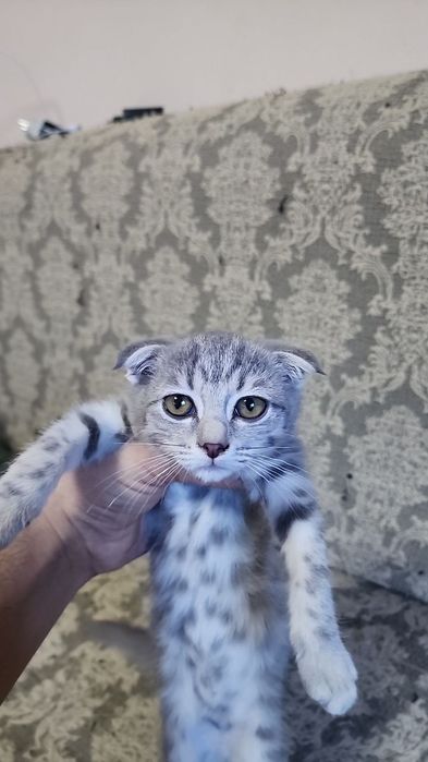 Кошка золотистая шиншилла