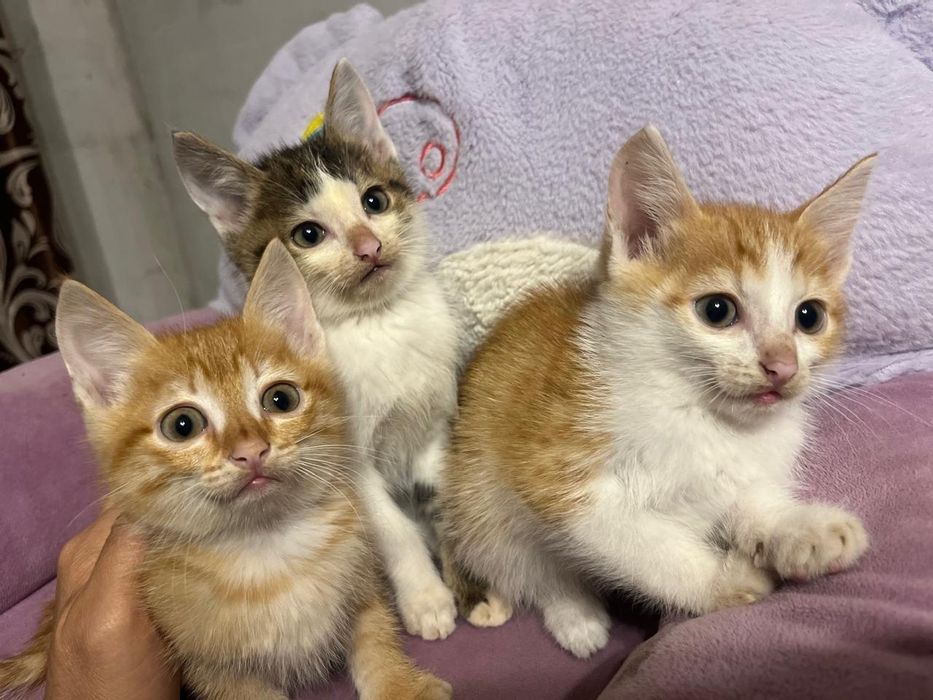 Отдам котят 3 мальчика 2 месяца. Бодрые и здоровые. Ходят на лоток.