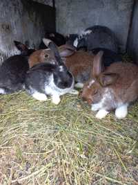 Disponibili 7 puii iepuri metiși de berbec german mănâncă singuri