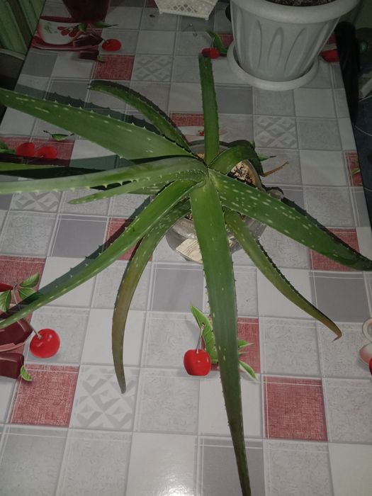 Продам Алоэ—вера