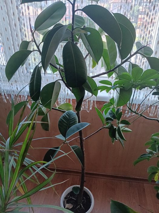 Продавам фикус в отлично състояние