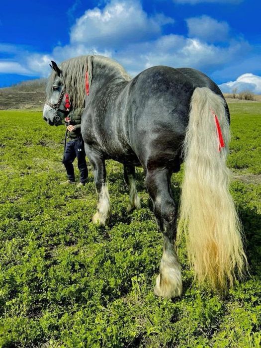 Vand manz percheron original