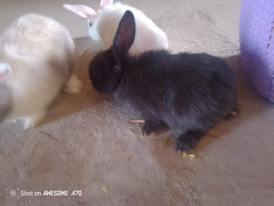 Mini karlik quyoni sotiladi