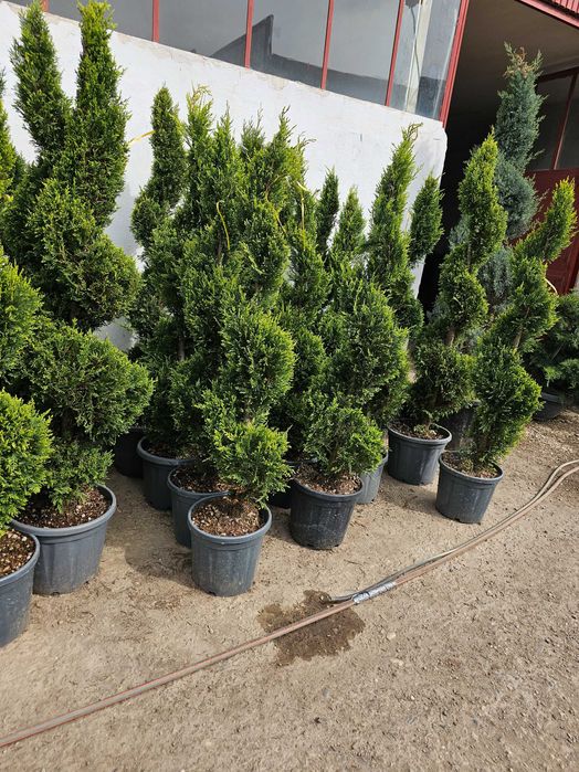 Tuia smarald lelandy braband spirale pon pon magnolia mesteacăn