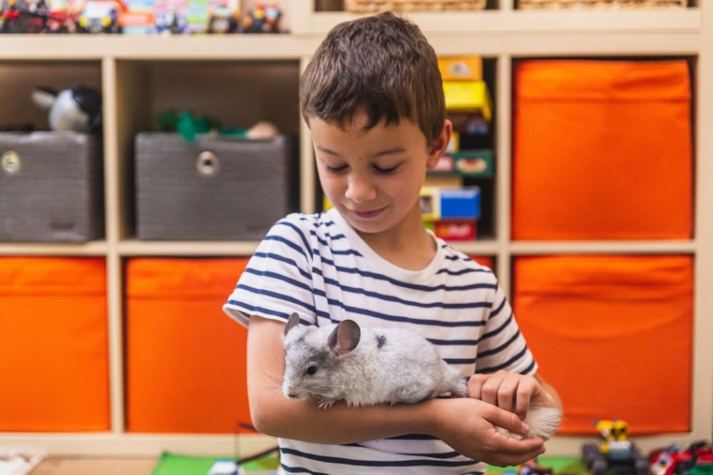 Chinchilla Sinsila Mozaic