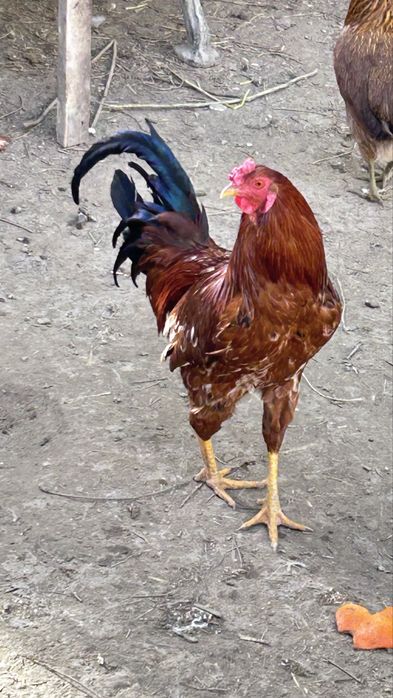 Петухи/xuroz sotiladi otasi Brama onasi mestniy