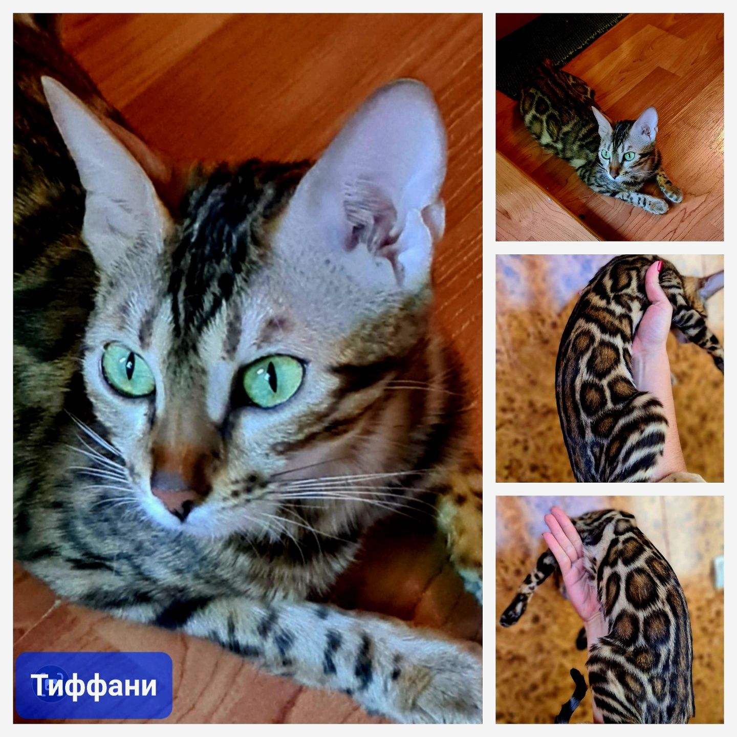 Бенгальская девочка шоу класса