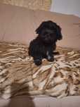 Shih tzu catelusa