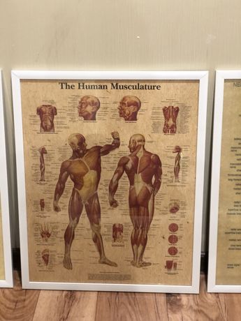 Картины для физкультуры Анатомия человека