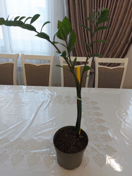 Продам Комнатные цветы Долларовое дерево / Бөлме гүлдері сатылады