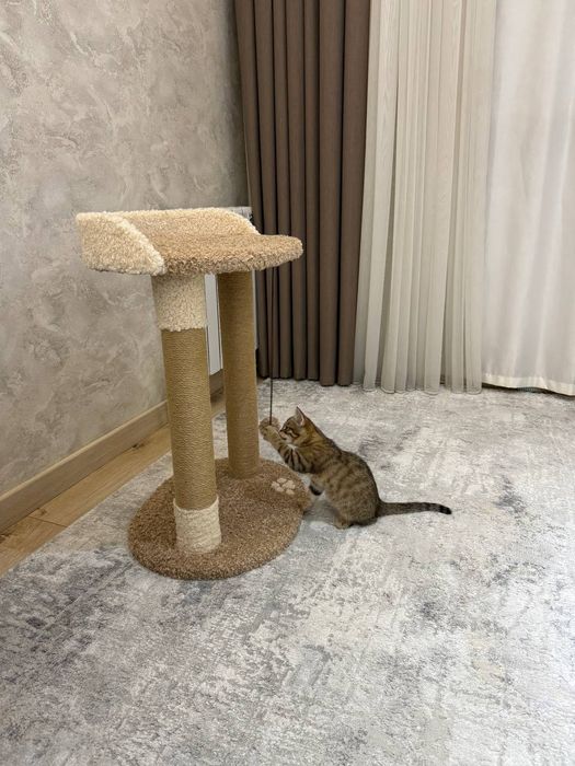 Когтеточка для кошек. Лежанка большая. Ассортимент домиков кошек