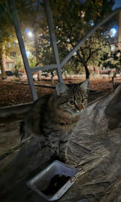 Молодая кошечка ищет семью.