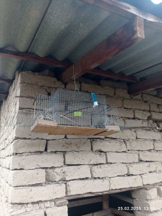 Куш вапши Зур гарантия капкони Билан  бирга