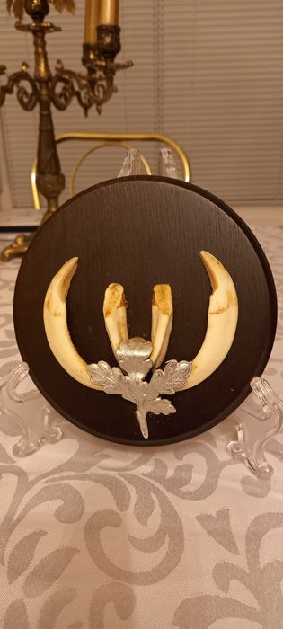 Немски трофеи диво прасе, документ, трофей