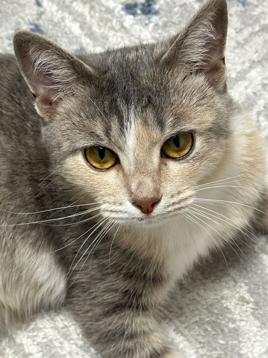 Отдам кошку в хорошие руки