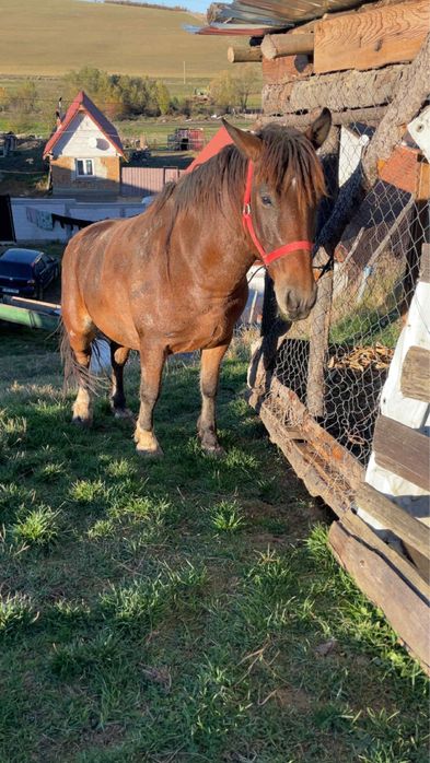 Vand cal de 7 ani fara niciun defect