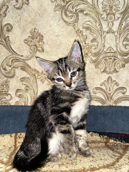 Шотландские котики и одна мать