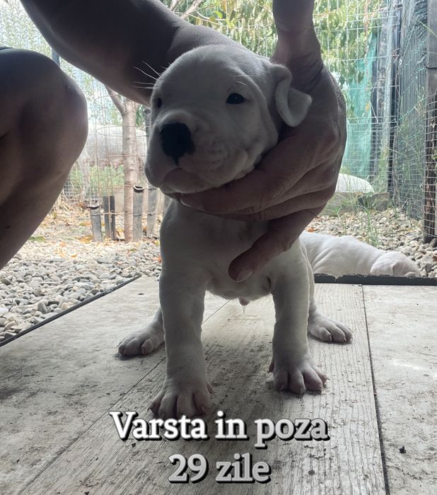 Dogo Argentino Dog Argentinian Pedigree