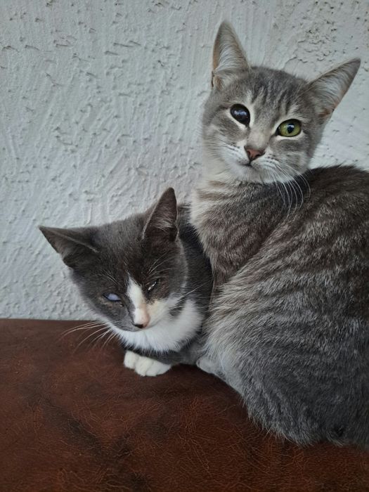 Кто нибудь возьмите бездомных кошек