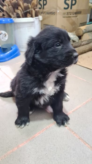 Donez trei cățelușe