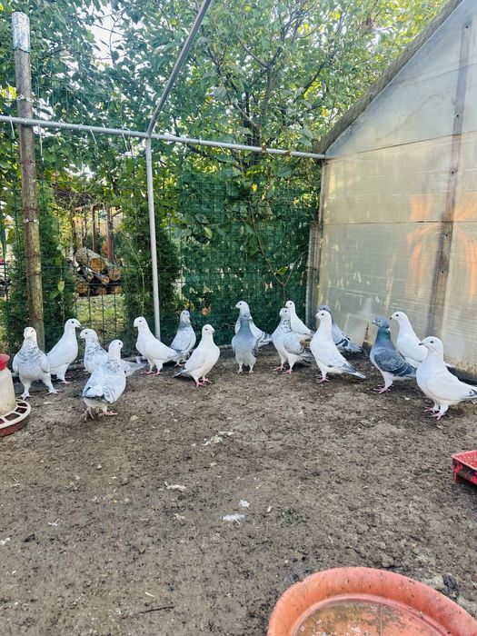 Porumbei standard si galateni