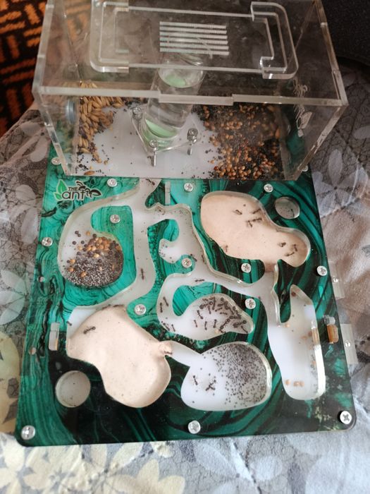 Продаётся муравьиная ферма