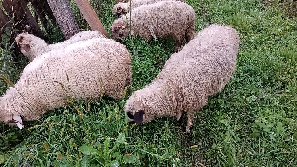 Vând mieluțe de anul acesta