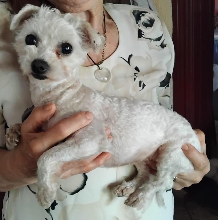 Metisi Bichon spre adoptie, gratuit